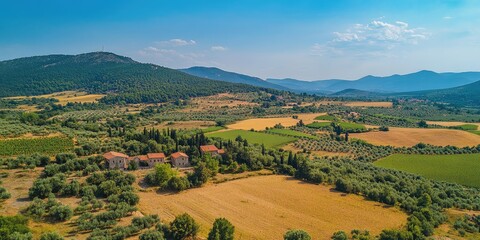 vineyard in the morning