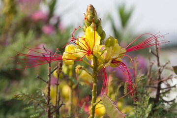 yellow and red colored garden flowers photos