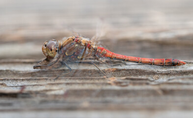 Close-up of a red damselfly sitting on old wood. The insect is photographed from the side. There is space for text.