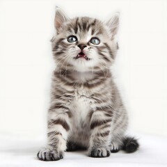 Obraz premium there is a small kitten sitting on a white surface looking up