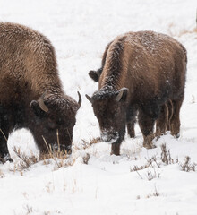 American Buffalo in the Snow