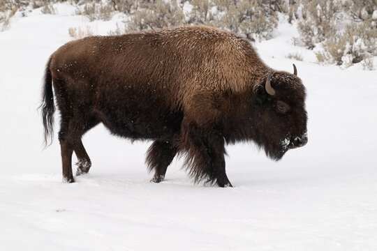 American Buffalo in the Snow