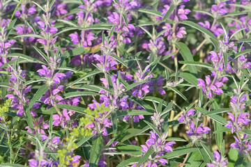 peaceful flowers and natural environment in nature