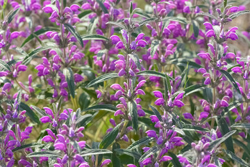 Fototapeta premium peaceful flowers and natural environment in nature