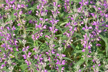 peaceful flowers and natural environment in nature