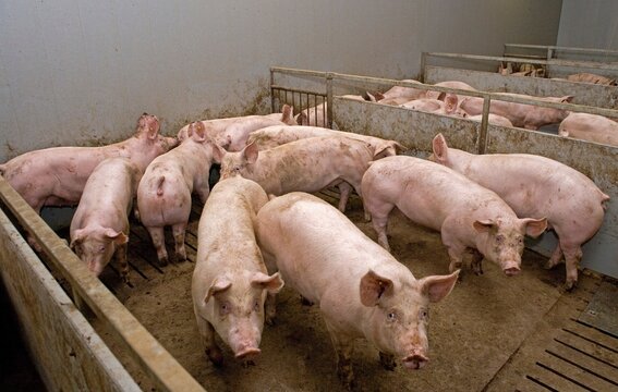 Pigs in Dutch stable. Farming. Pig breeding.