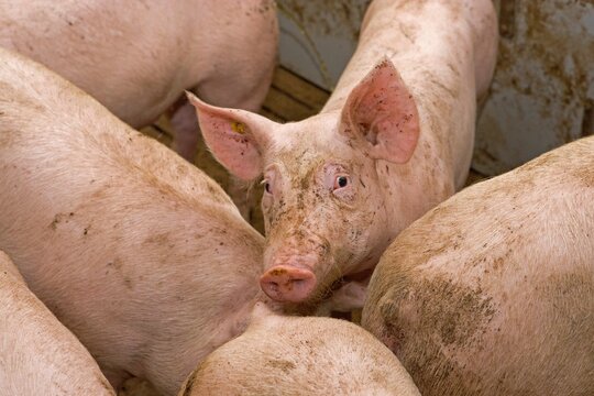 Pigs in Dutch stable. Farming. Pig breeding.