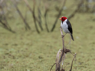 Yellow-billed Cardinal on plant stem  against blur background