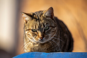 Cat looking at camera with inquisitive gaze in golden morning light