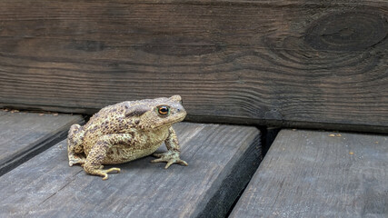 A detailed close-up of a toad sitting on a rustic wooden surface, showcasing its textured skin and natural habitat. Perfect for nature and wildlife themes.