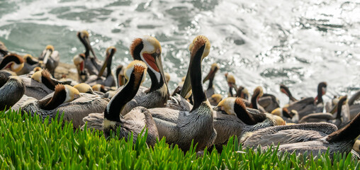 Fototapeta premium Brown Pelicans Roost In The Bright Green Plants Along California Coast