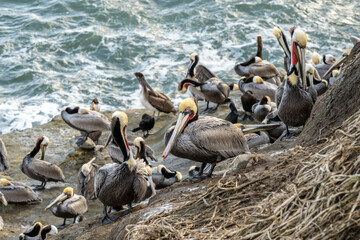 Fototapeta premium Brown Pelicans Rest On The Muddy Rocks Along The La Jolla Coast