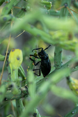 Cactus Longhorn Beetle Climbs In Pencil Cactus Plant