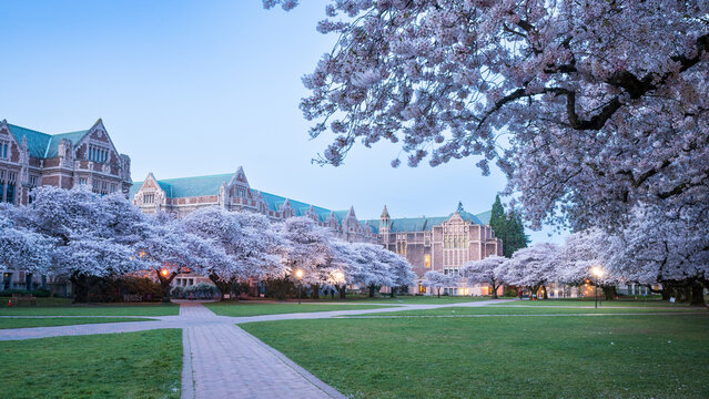 Cherry Blossoms at University of Washington South View