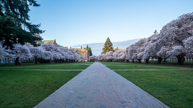 University of Washington Cherry Blossom landscape