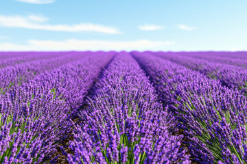 Vibrant Lavender Field Under Clear Blue Sky