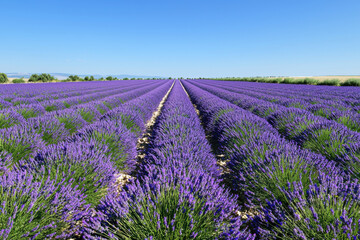 Fototapeta premium Vibrant Lavender Field Under Clear Blue Sky