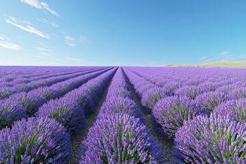 Fototapeta premium Vibrant Lavender Field Under Clear Blue Sky