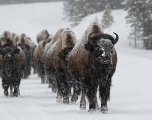 American Buffalo in the Snow