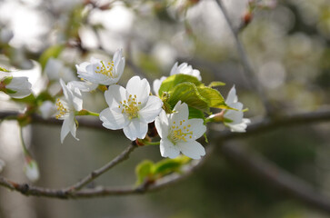 White cherry blossom in spring. Macro spring cherry branch with blooming flowers and leavesagainst natural blurred background. free copy space.