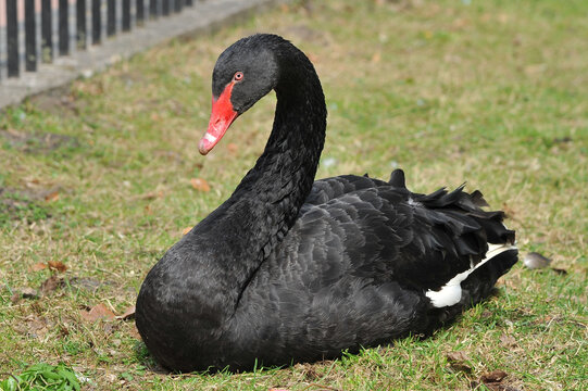 Elegant black swan{ cygnus atratus } sitting isolated on grass. Portrait of wild black swan. Wwild birds  , animals wildlife , fauna  protect concept. Free copy space.