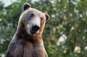 Fototapeta premium Grizzly bear in natural habitat observing surroundings during daylight hours