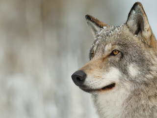 Wolf observing its surroundings in a snowy landscape during winter season