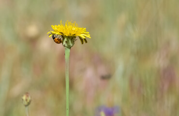 yellow wild flower images. dandelion photos.