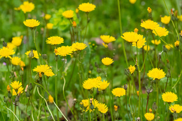 Fototapeta premium yellow wild flower images. dandelion photos.