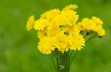 yellow wild flower images. dandelion photos.