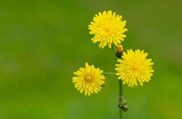 Obraz premium yellow wild flower images. dandelion photos.