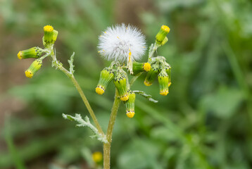 various fluffy dandelions flower photos