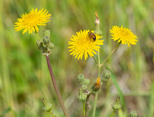 yellow wild flower images. dandelion photos.