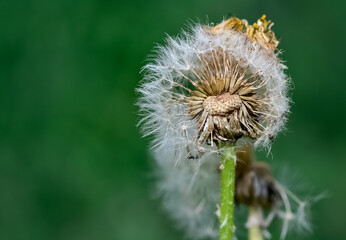 various fluffy dandelions flower photos