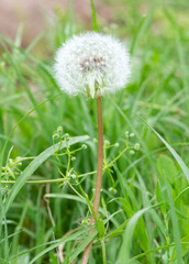 various fluffy dandelions flower photos