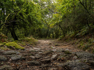 Cobblestone path on a trail in the fabulous Mata de Albergaria, flanked by dense vegetation that...