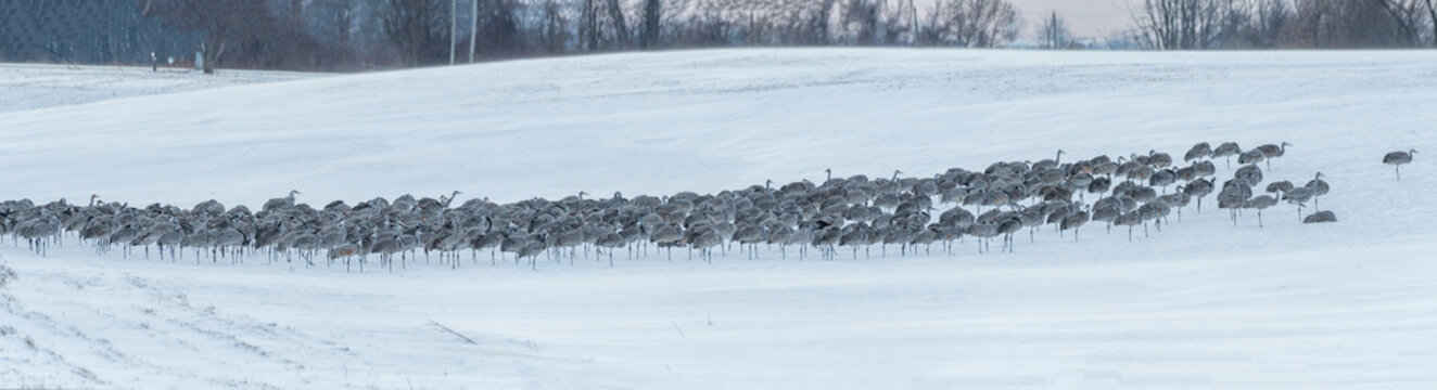 Sandhill Cranes in Winter