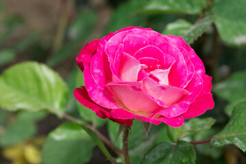 garden flowers images. photos of roses in various colors.