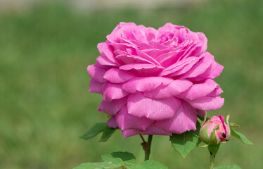 garden flowers images. photos of roses in various colors.
