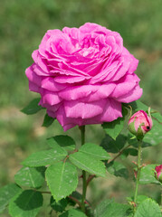 garden flowers images. photos of roses in various colors.