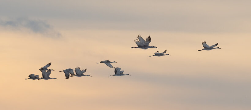 Sandhill Cranes in Winter