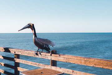 pelican on the pier