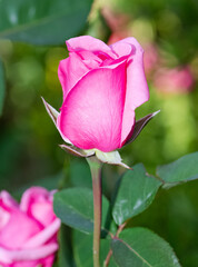 garden flowers images. photos of roses in various colors.