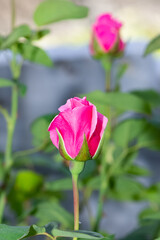 garden flowers images. photos of roses in various colors.