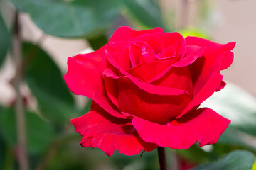 garden flowers images. photos of roses in various colors.