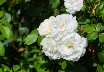 garden flowers images. photos of roses in various colors.