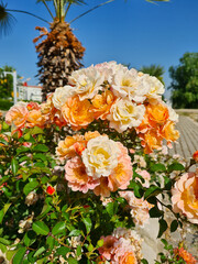 garden flowers images. photos of roses in various colors.