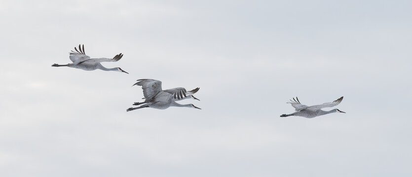 Sandhill Cranes in Winter