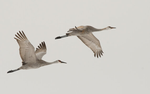 Sandhill Cranes in Winter