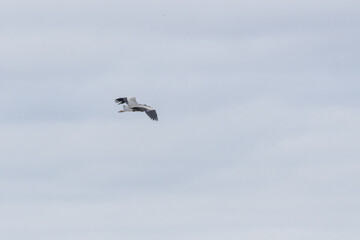 Fischreiher im Flug